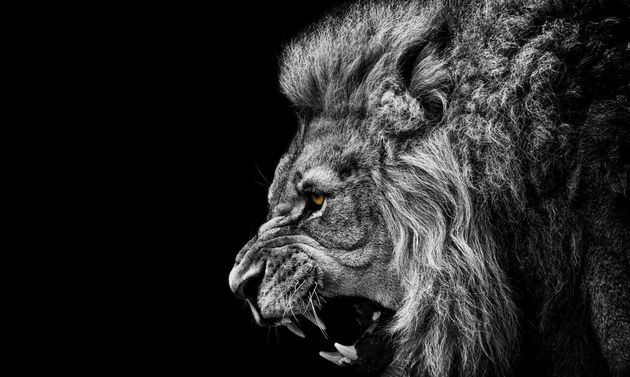 roaring lion